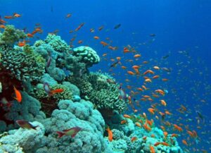 Gulf of Aqaba